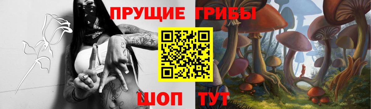 Галлюциногенные грибы Psilocybine cubensis Конаково